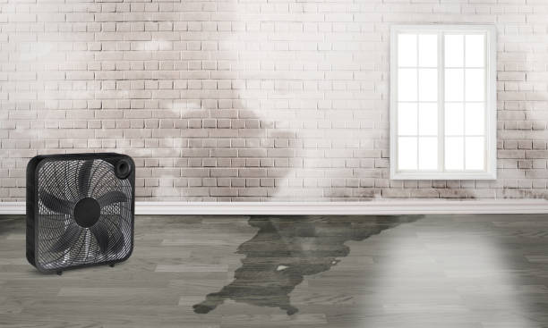 Best Carpet water damage restoration  in Camp Point, IL